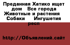 Преданная Хатико ищет дом - Все города Животные и растения » Собаки   . Ингушетия респ.